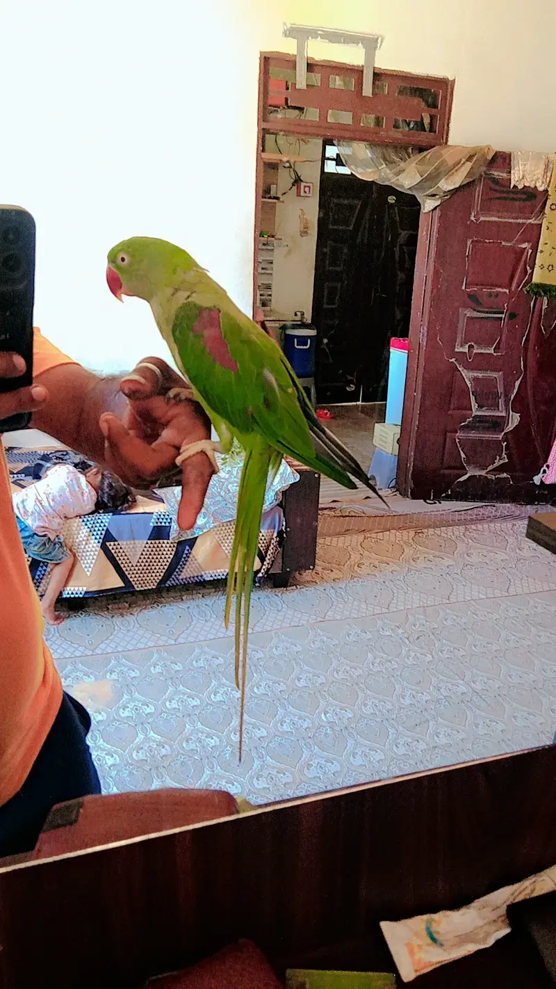 Rao Green Pahari — photo 4