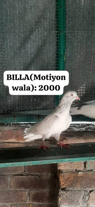 Kabuter for sale/Pigeons for sale