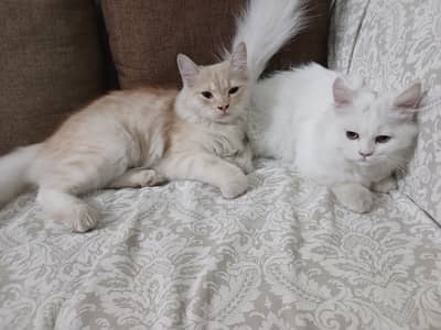 Persian Kittens Full Vaccinated (10,000 each) - Books Avaialble