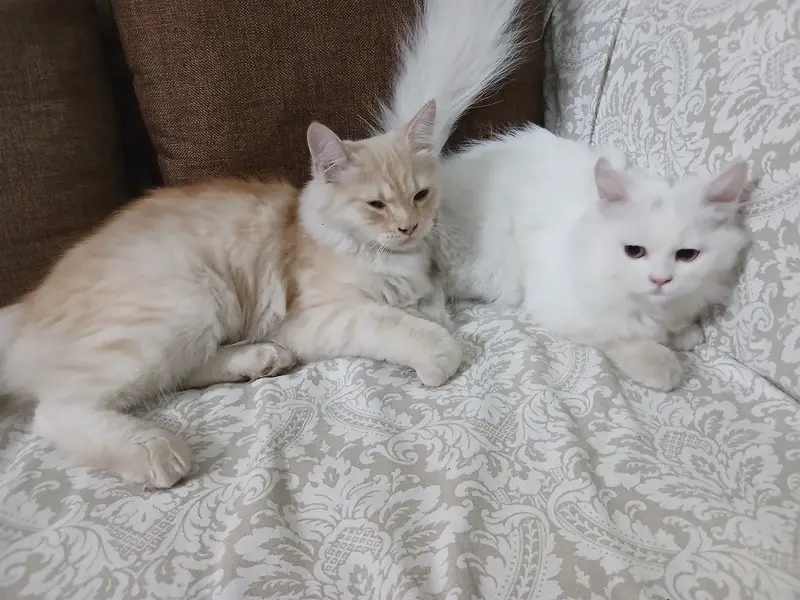 Persian Kittens Full Vaccinated (10,000 each) - Books Avaialble — photo 2
