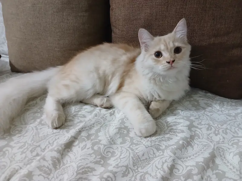 Persian Kittens Full Vaccinated (10,000 each) - Books Avaialble — photo 3