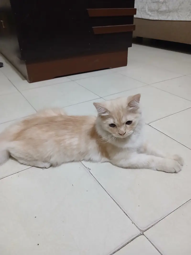 Persian Kittens Full Vaccinated (10,000 each) - Books Avaialble — photo 4
