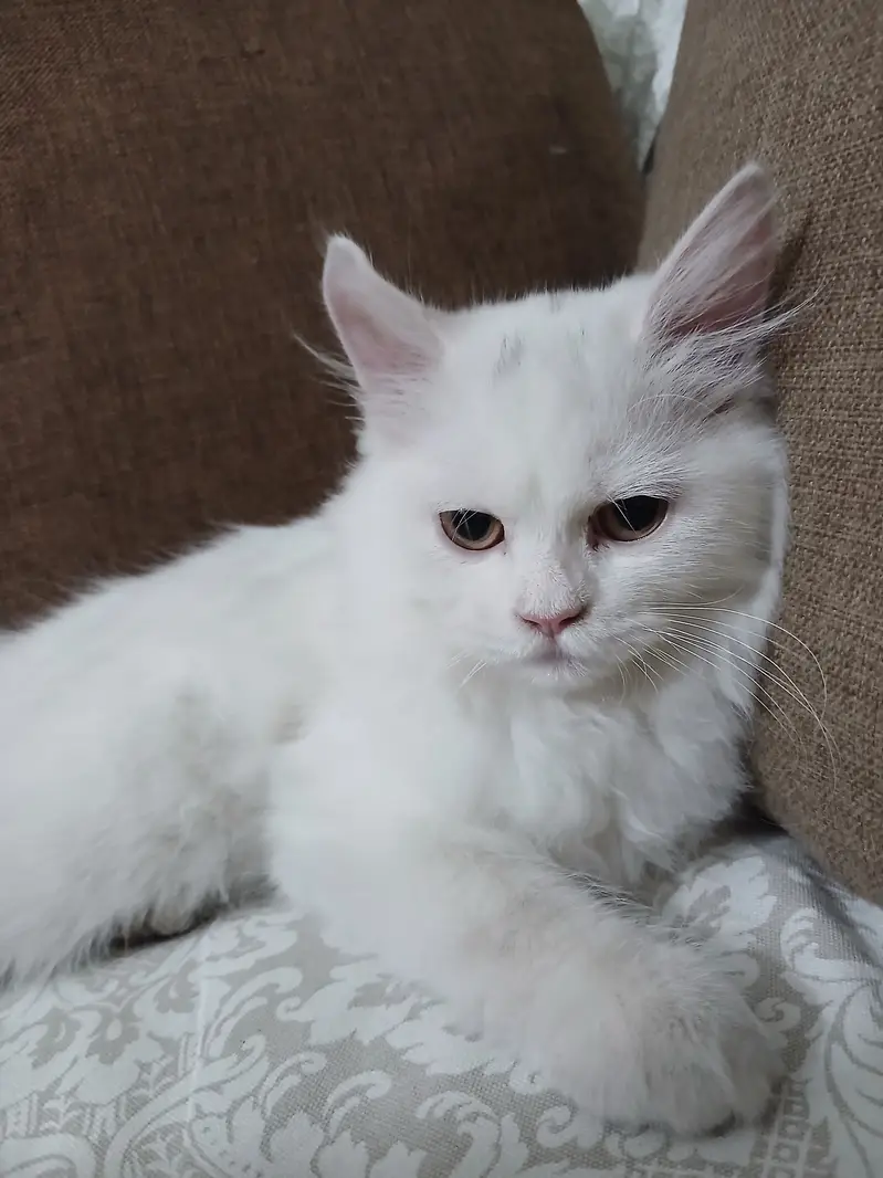 Persian Kittens Full Vaccinated (10,000 each) - Books Avaialble — photo 5