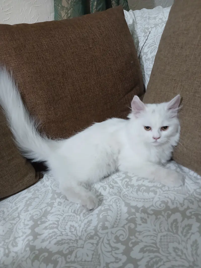 Persian Kittens Full Vaccinated (10,000 each) - Books Avaialble — photo 7