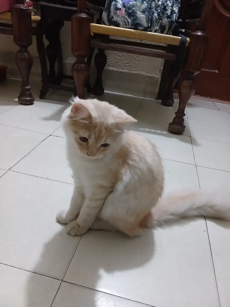 Persian Kittens Full Vaccinated (10,000 each) - Books Avaialble — photo 8