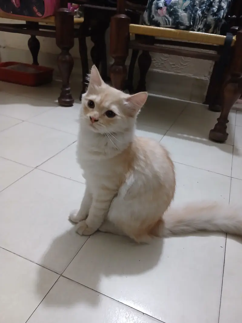 Persian Kittens Full Vaccinated (10,000 each) - Books Avaialble — photo 9