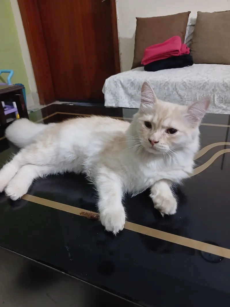 Persian Kittens Full Vaccinated (10,000 each) - Books Avaialble — photo 10