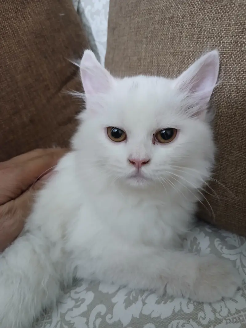 Persian Kittens Full Vaccinated (10,000 each) - Books Avaialble — photo 11