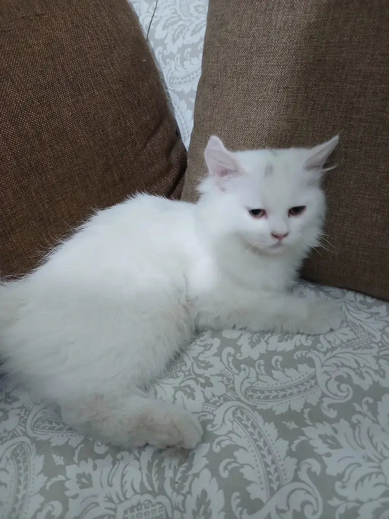 Persian Kittens Full Vaccinated (10,000 each) - Books Avaialble — photo 12