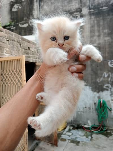 Cute Persian punch face kitten available