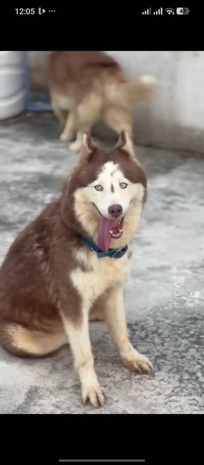 siberian husky pedigree female breeder