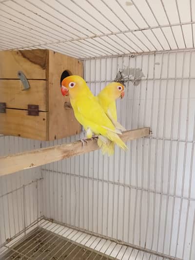 Love bird