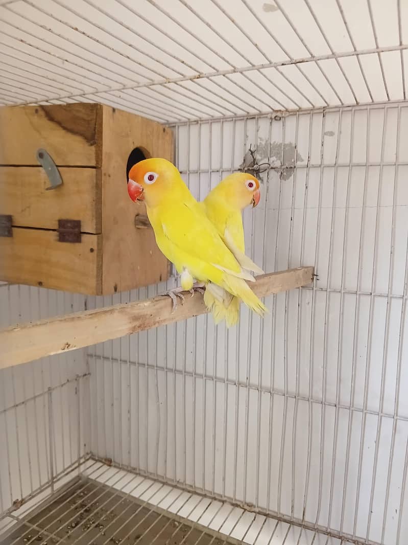 Love bird 0