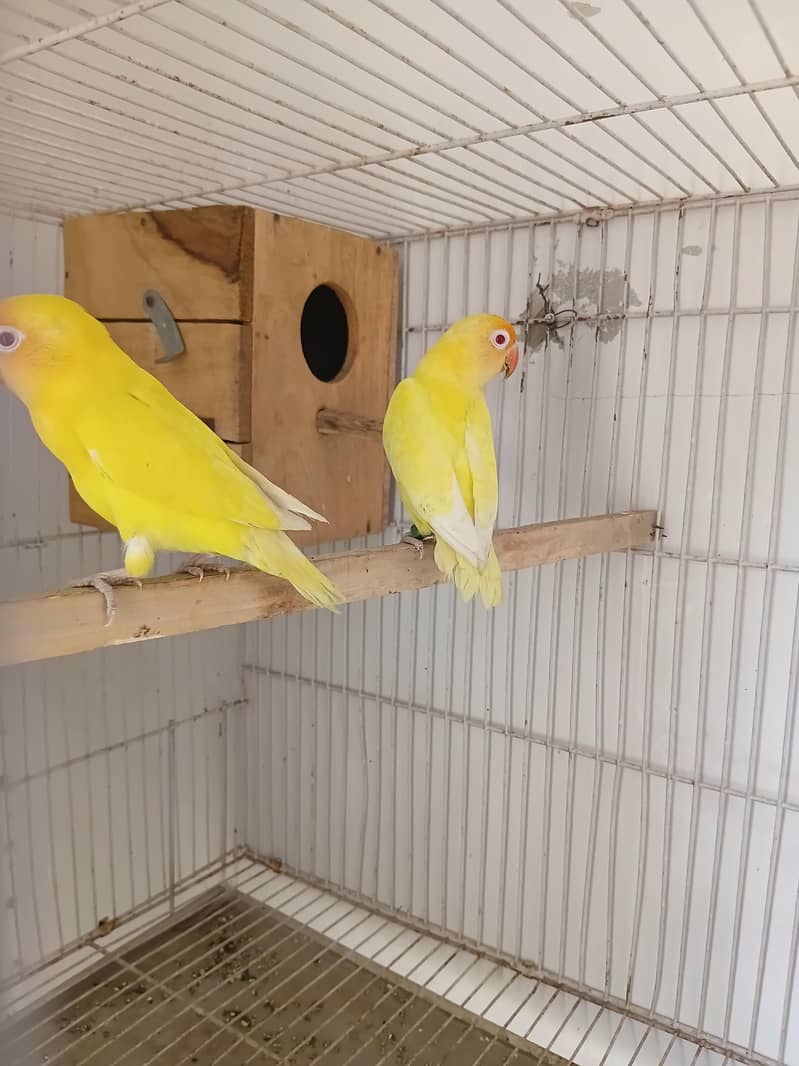 Love bird 1