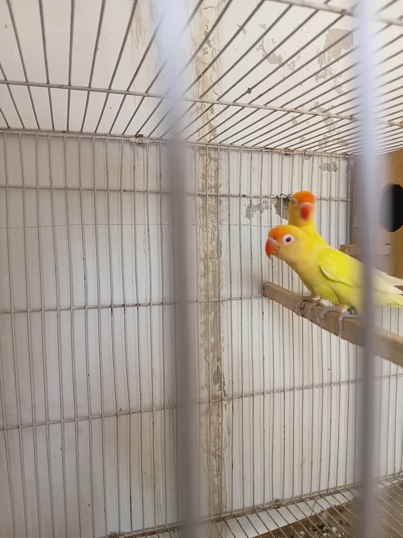 Love bird 2