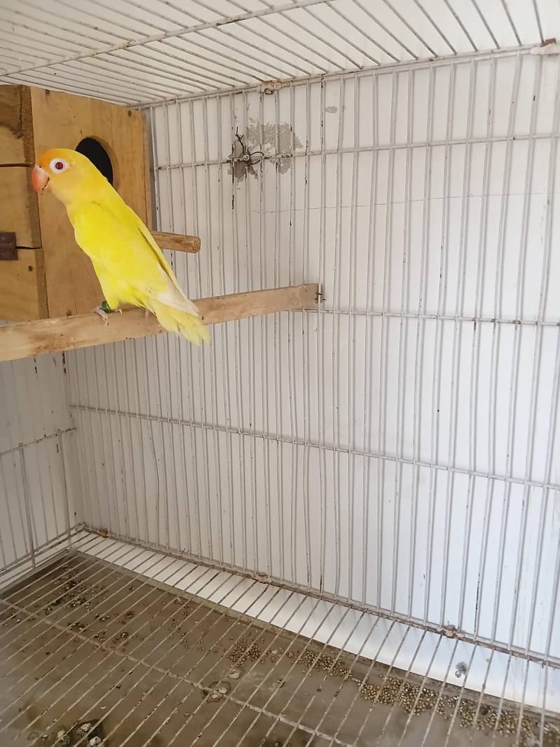 Love bird 3