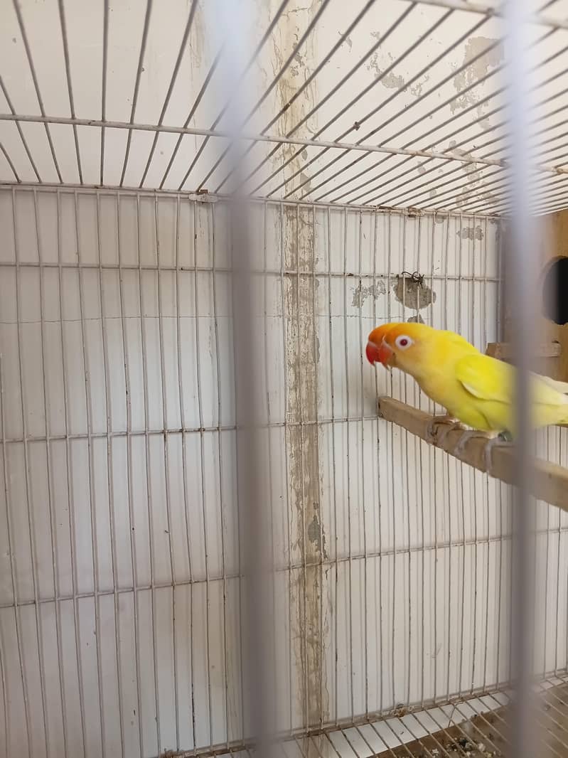 Love bird 4