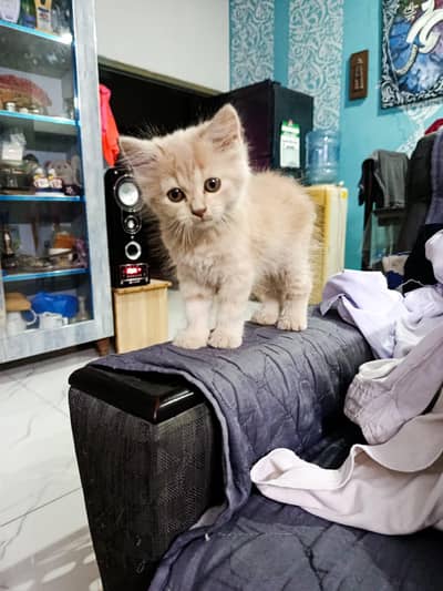Persian Kittens for sale