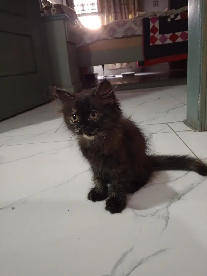 Persian Kittens for sale — photo 2