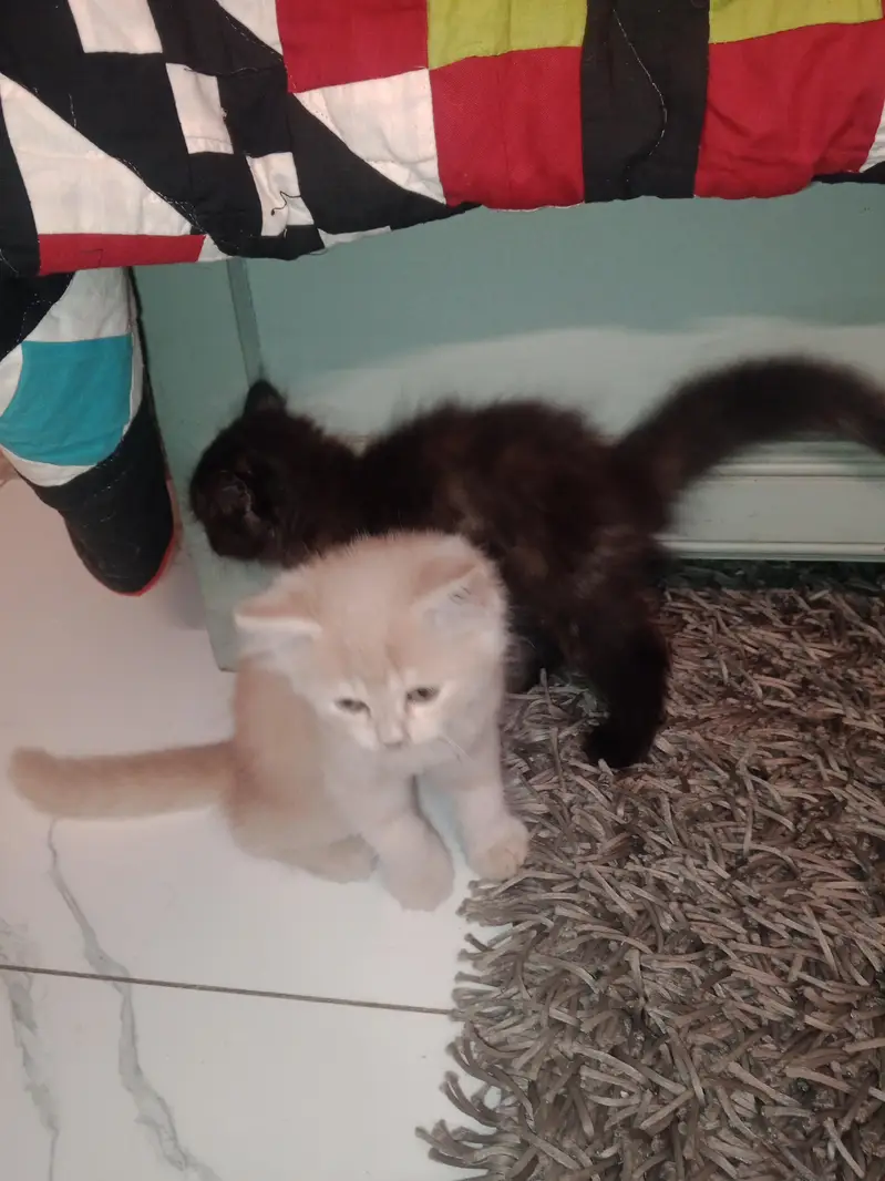 Persian Kittens for sale — photo 3