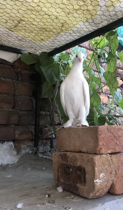 Breeder Pair Full White