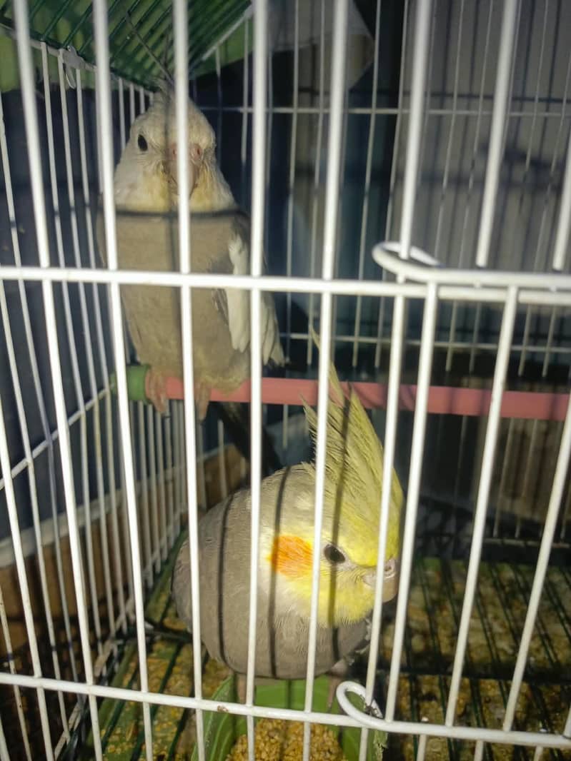 Cocktail 1