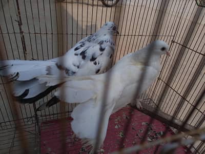 pigeon