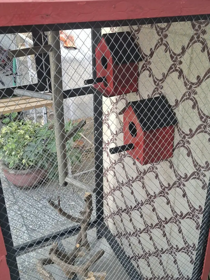 Premium Handmade Bird Cage 5ft x 3ft - Beautiful Design For Home Decor — photo 2