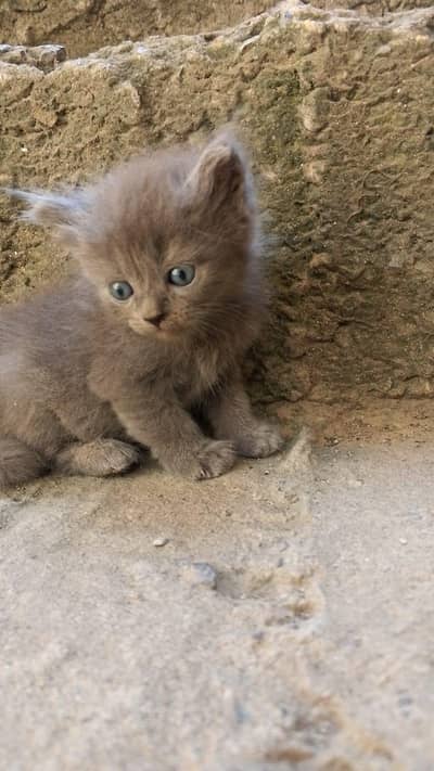 100% orignal persian cat