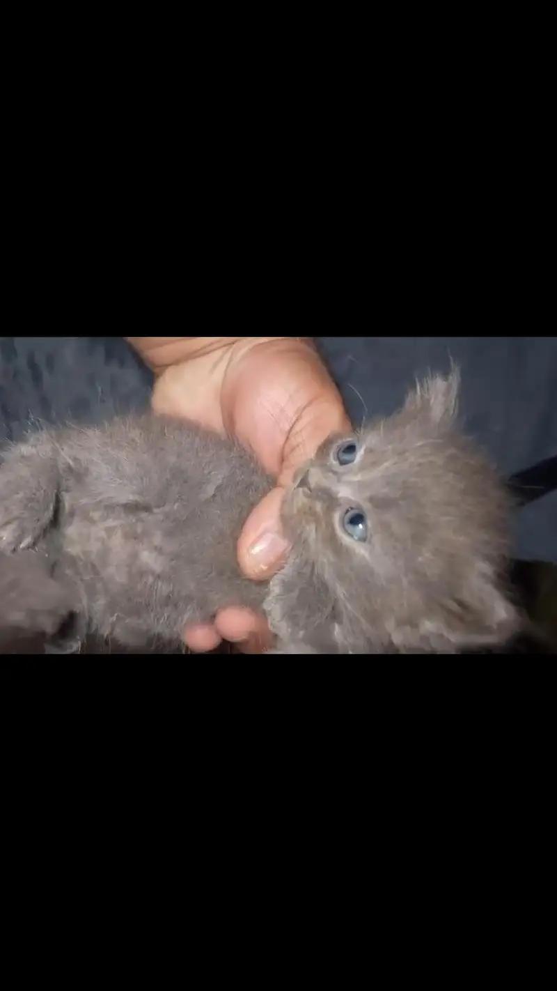100% orignal persian cat — photo 2