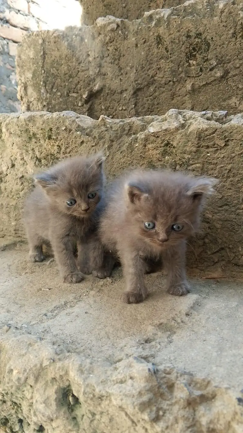100% orignal persian cat — photo 3