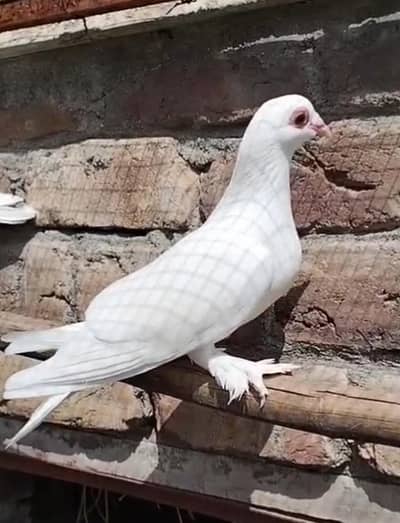 Motana Female Or Hammer Racer Pathey