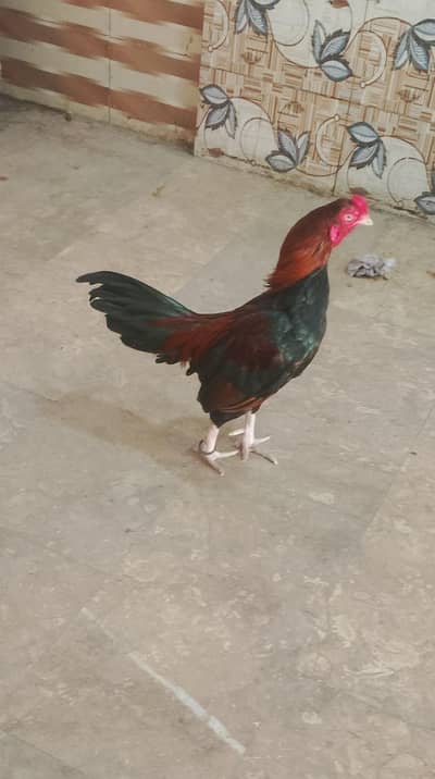 HIGH QUALITY AMROHA MURGA ZERO SIZE