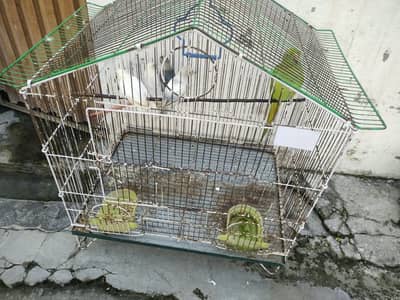 Perot green fe male
