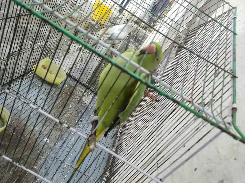 Perot green fe male — photo 2