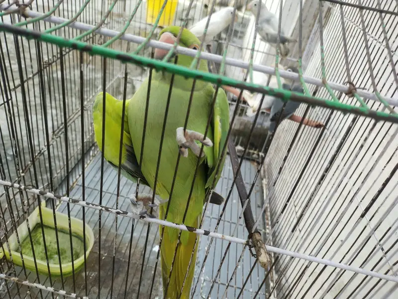 Perot green fe male — photo 3