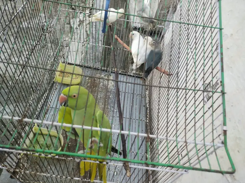 Perot green fe male — photo 4