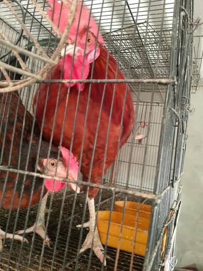Murghay For Sale