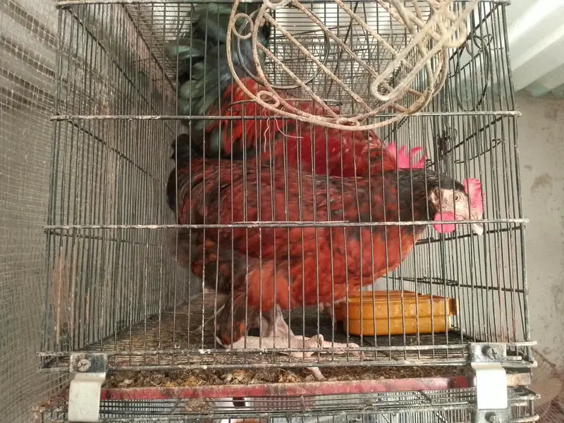 Murghay For Sale — photo 2