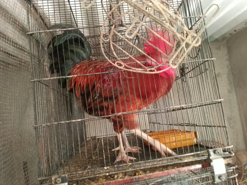 Murghay For Sale — photo 4
