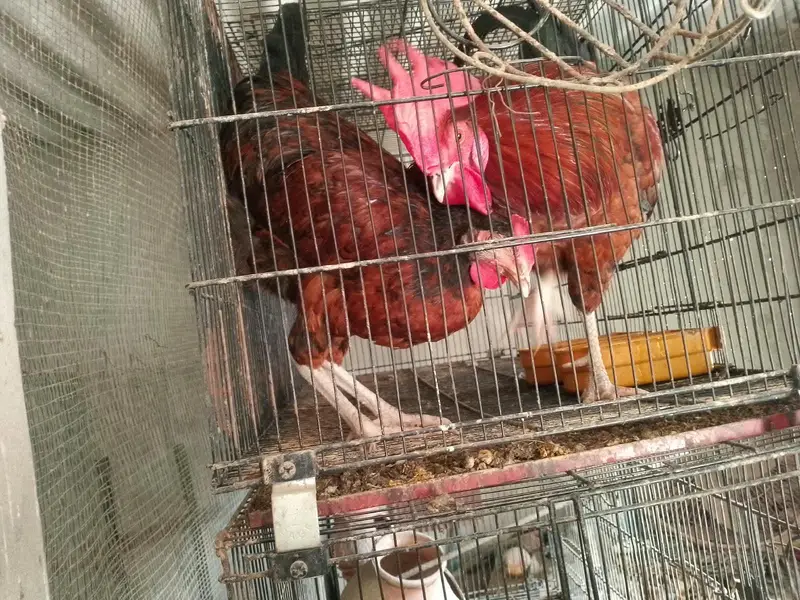 Murghay For Sale — photo 6