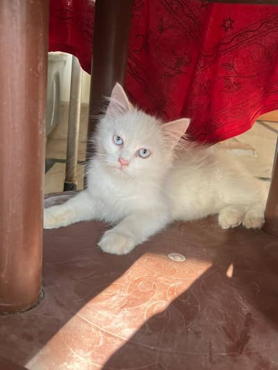 persian cat 3 cooted