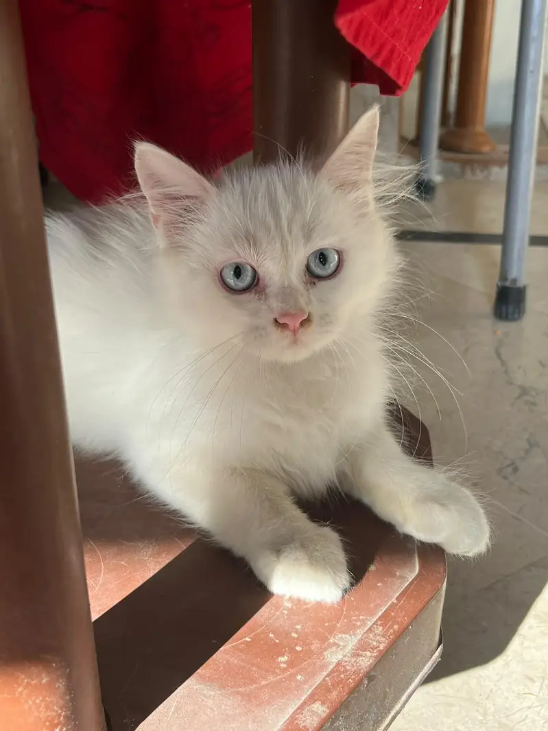 persian cat 3 cooted — photo 2