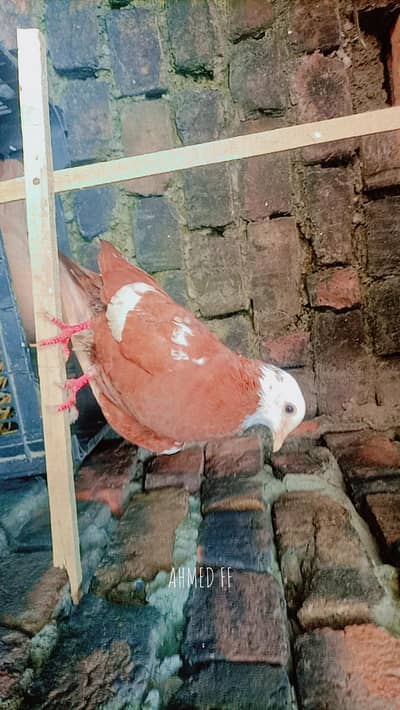 beautiful pigeon for sale breader ha sub