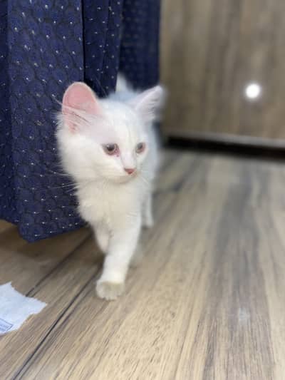 Persian cat