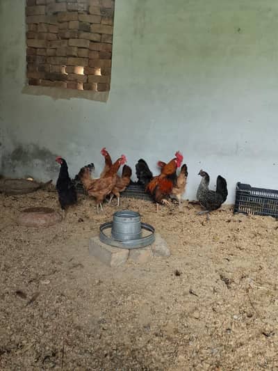 fresh and starter murgii for sale egg lying murgii fresh and healthy