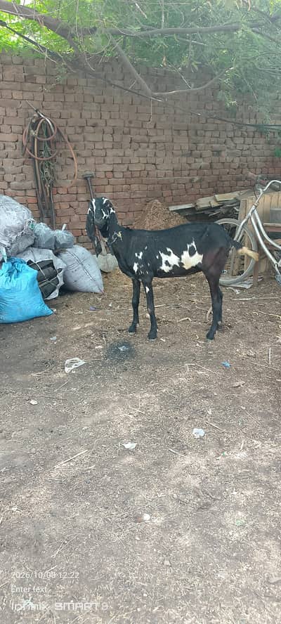 dase bkre 32000ke or chtry 1 chtra 32000 ka