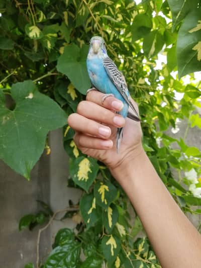 all bird available sale num 03008408524