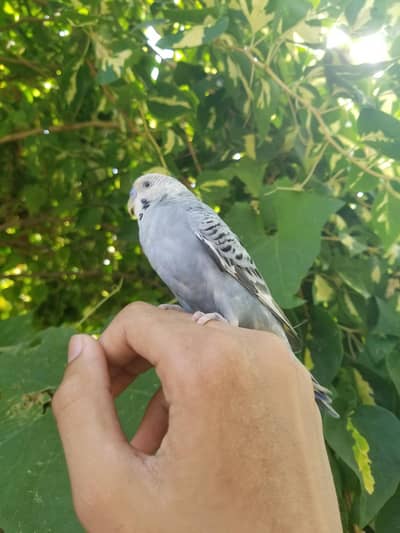 all bird available sale num 03008408524