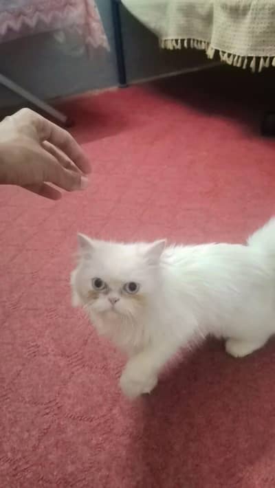 Persian cat